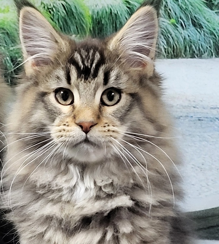 Кавалер кинг-чарльз-спаниель