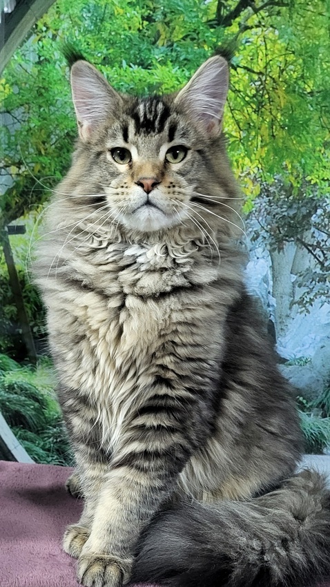 мейкун голубой серебристый тигровый окрас мейкун