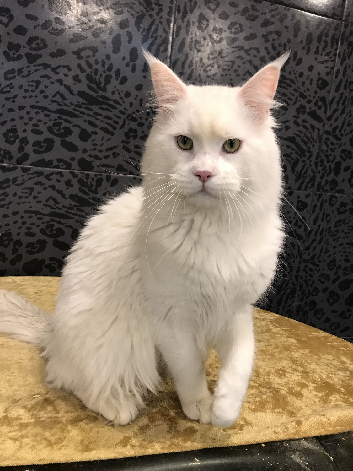 Brainiere Wizard Wild 