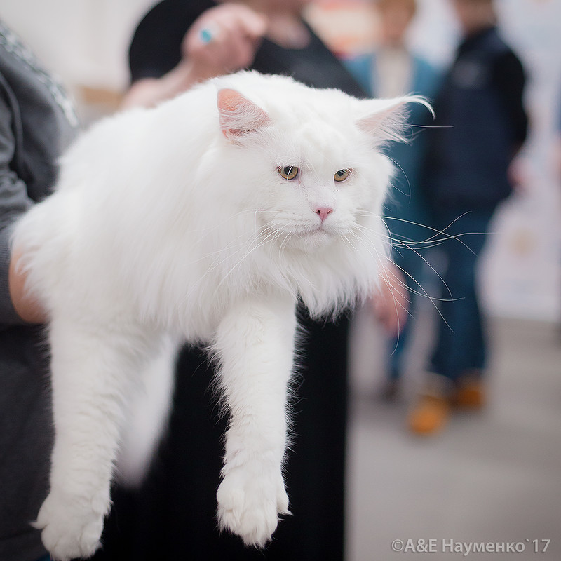 SkyWalker von leukothea&nbsp;