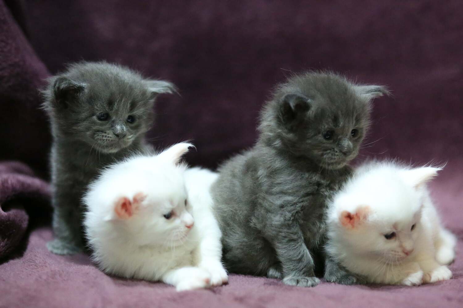 Здоровые котята.&nbsp; Родители тестированы на генетические заболевания&nbsp;Healthy kittens. Parents tested for genetic diseases